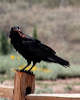 Raven with Snack